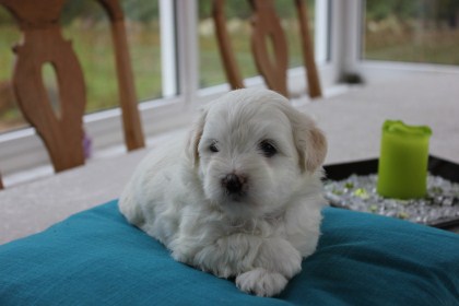 Coton | Kennel Gjedbo